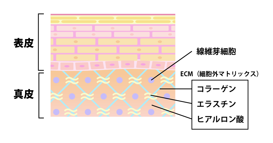 ECM(細胞外マトリックス)の構造図 — 真皮のコラーゲン・エラスチン・ヒアルロン酸