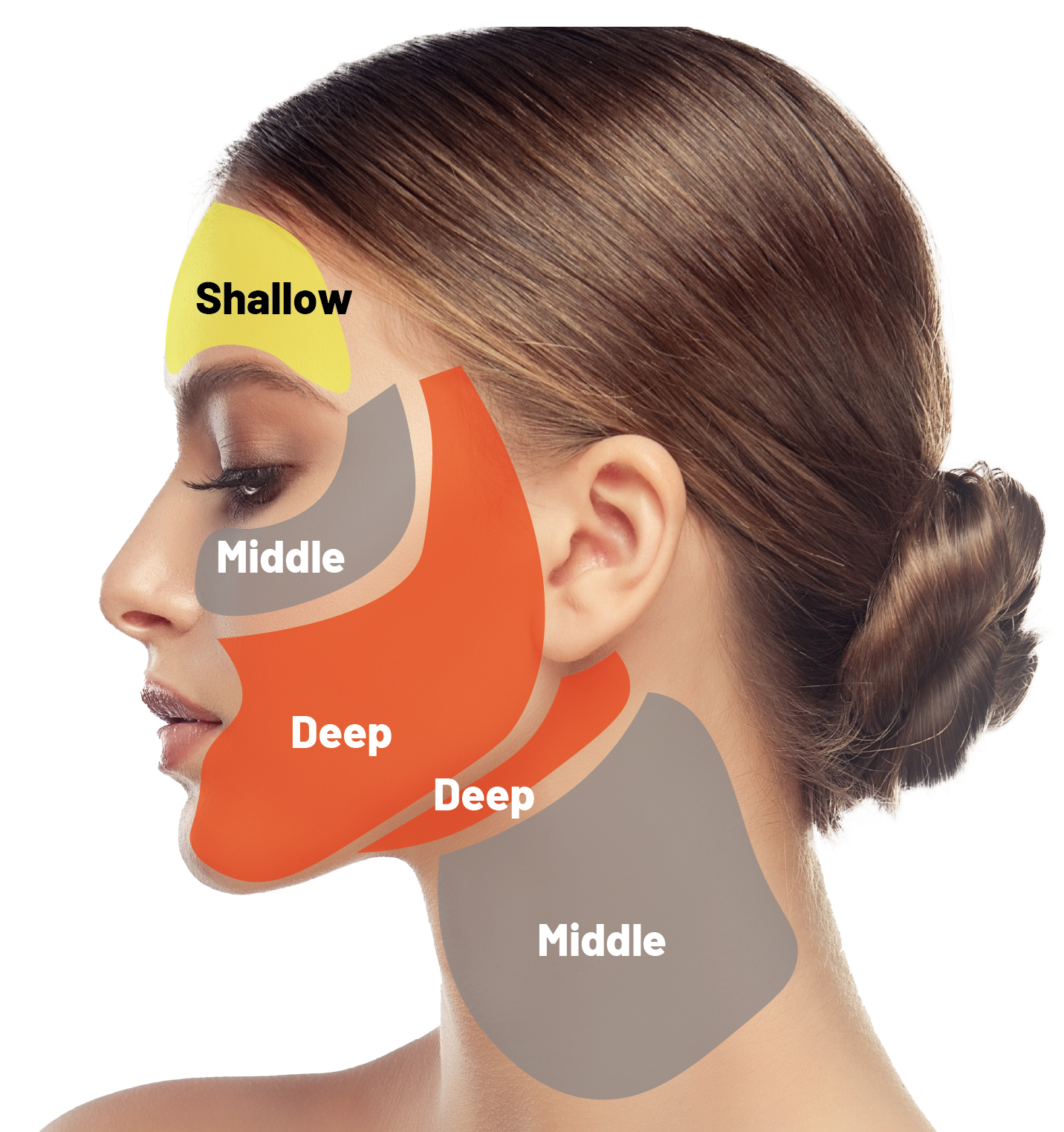 Shallow / Middle / Deep 部位マッピング顔