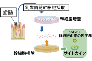 乳歯歯髄幹細胞培養上清液 - 表参道レジュバメディカルクリニックforWOMEN