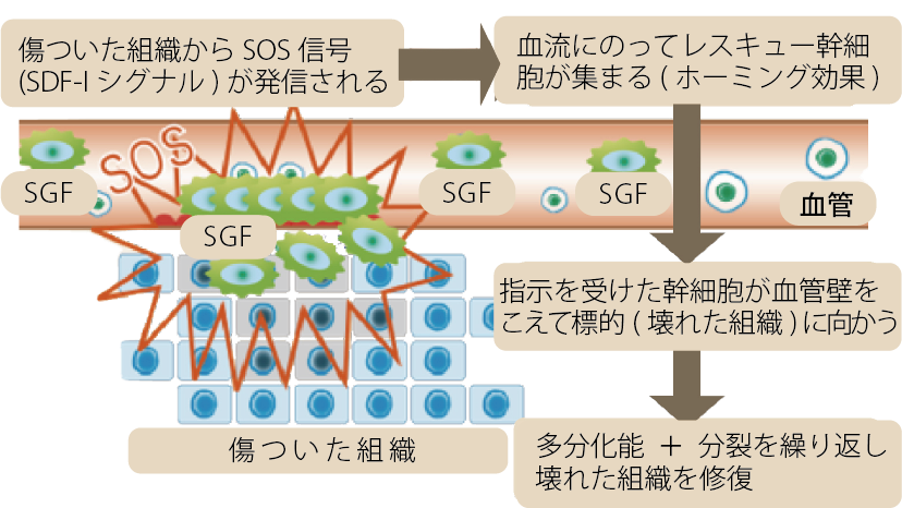 乳歯歯髄幹細胞培養上清液 - 表参道レジュバメディカルクリニックforWOMEN